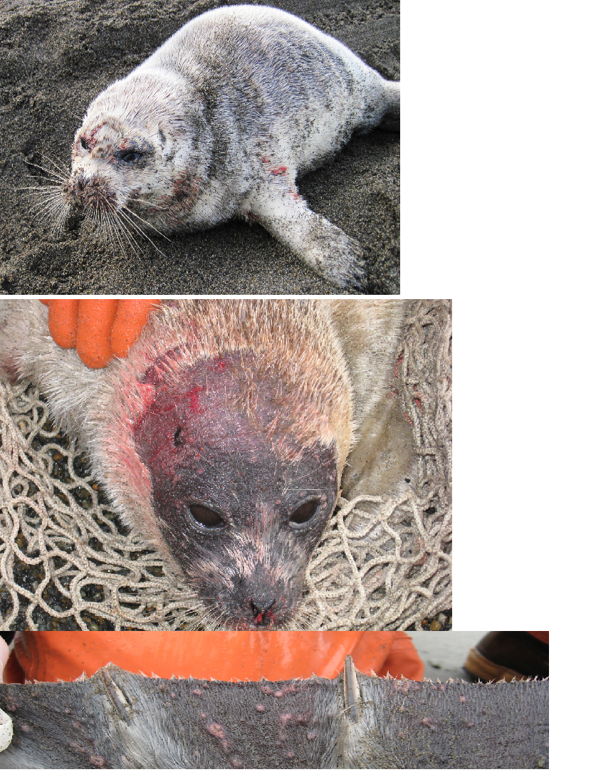 Name:  Seals.PNG
Views: 495
Size:  1.74 MB
