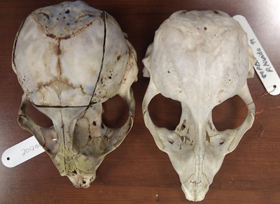 Name:  seal_skulls.jpg
Views: 373
Size:  37.5 KB