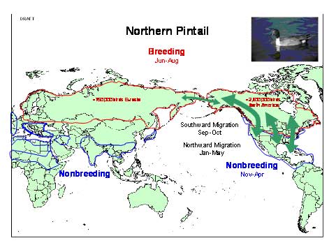 Name:  Northern-Pintail-Map.jpg
Views: 251
Size:  33.3 KB
