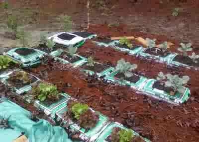 Click image for larger version
Name: Bag Garden.jpg
Views: 1
Size: 29.6 KB
ID: 665020
