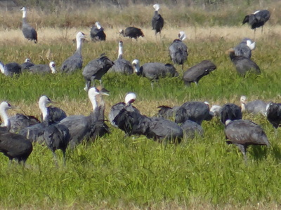 Click image for larger version
Name: 20111112090335_234.JPG
Views: 1
Size: 86.8 KB
ID: 666288