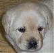 Labrador - Sadie's Avatar