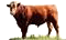 Cattle