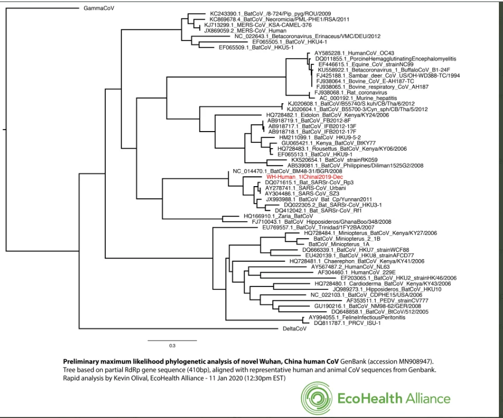 coronatree.webp