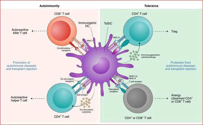 Click image for larger version  Name:	B cell maturation.JPG Views:	9 Size:	199.0 KB ID:	907704