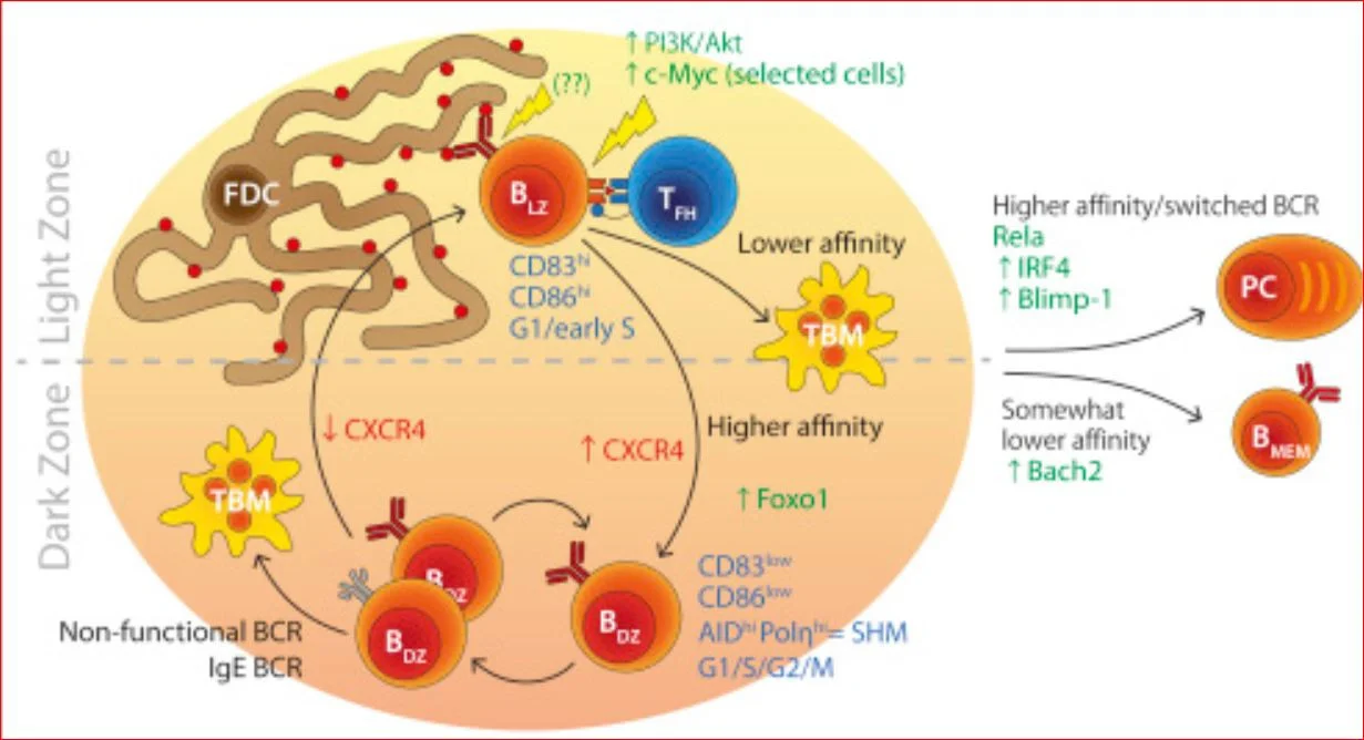 Click image for larger version  Name:	B cell maturation.JPG Views:	9 Size:	199.0 KB ID:	907704