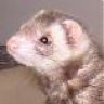 fretti