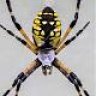 GardenSpider