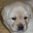 Labrador - Sadie